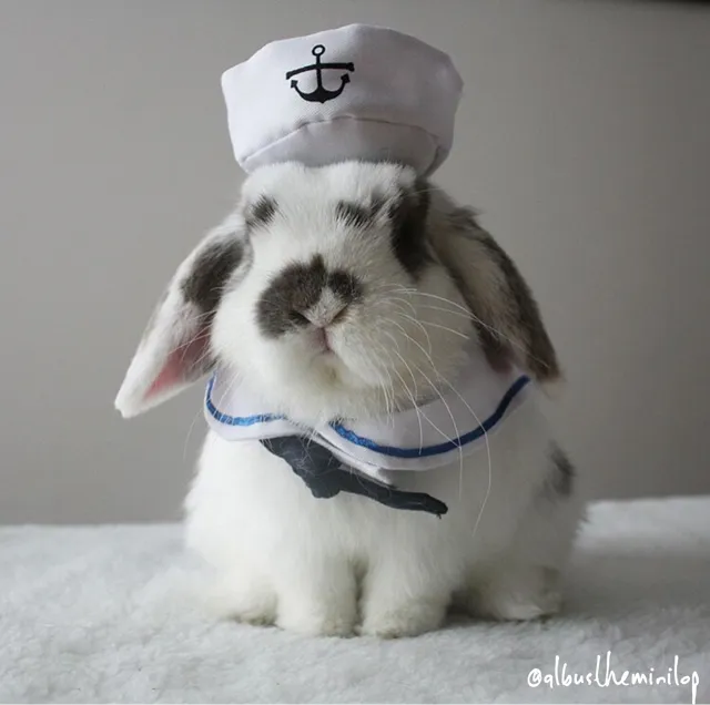 Adorable Bunny Sailor Costume